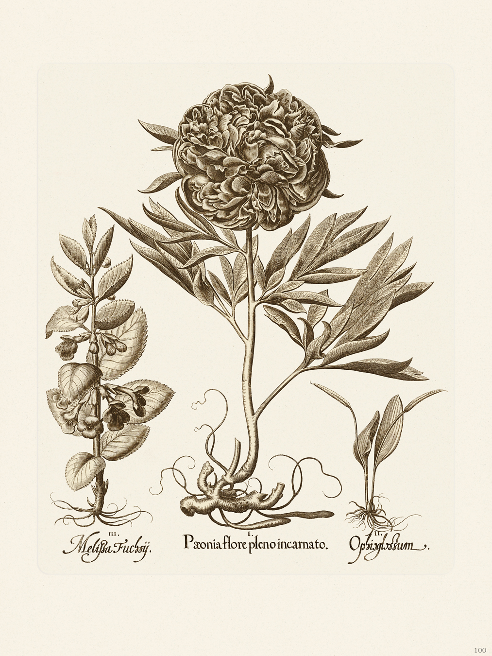 Sepia Besler Botanicals